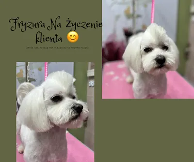 Salon Kosmetyczny dla Zwierząt "Pachnący Psiak"